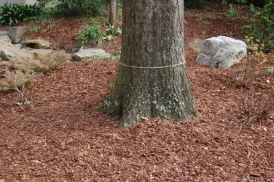 Deep Planting or Covered Later disease in Middle Tennessee