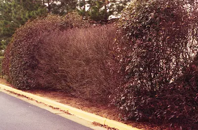 Defoliation disease in Middle Tennessee