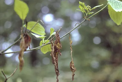 Dogwood Anthracnose disease in Middle Tennessee