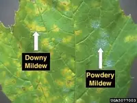 Downy Mildew in Middle Tennessee