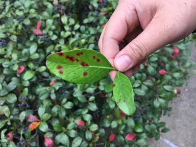 Entomosporium disease in Middle Tennessee