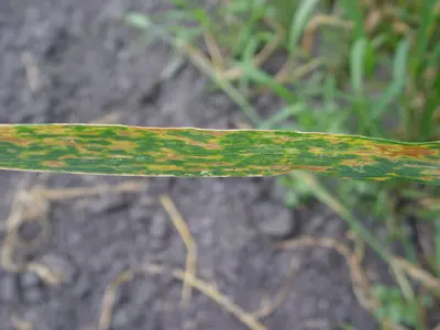 Fusarium Blight Turf disease in Middle Tennessee