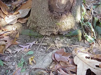 Girdling Injury in Middle Tennessee