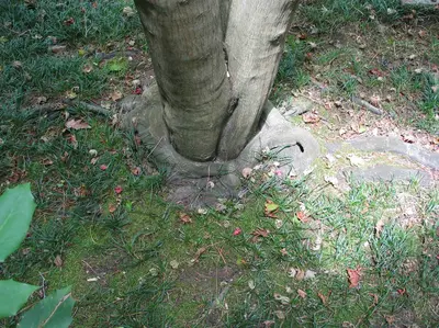 Girdling Roots in Middle Tennessee