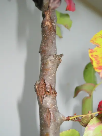 Hail Damage in Middle Tennessee