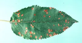 History disease in Middle Tennessee