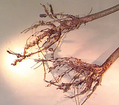 Identifying Plant Diseases disease in Middle Tennessee