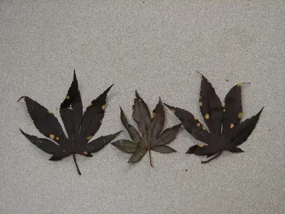 Japanese MaplePhyllosticta Leaf Spot disease in Middle Tennessee