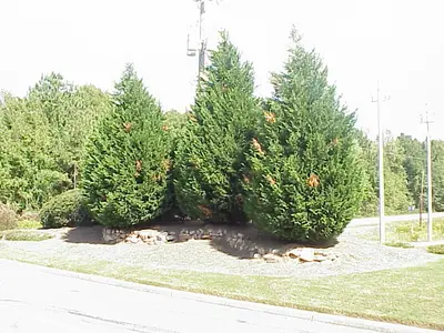 Leyland Cypress Problems disease in Middle Tennessee