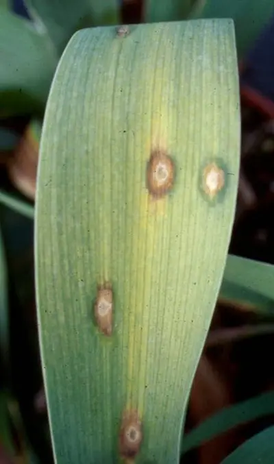 Mycosphaerella disease in Middle Tennessee