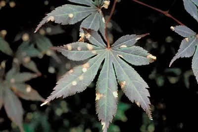 Observation disease in Middle Tennessee