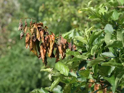 Occurs disease in Middle Tennessee