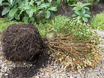 Phytophthora Root Rot on Boxwood disease in Middle Tennessee