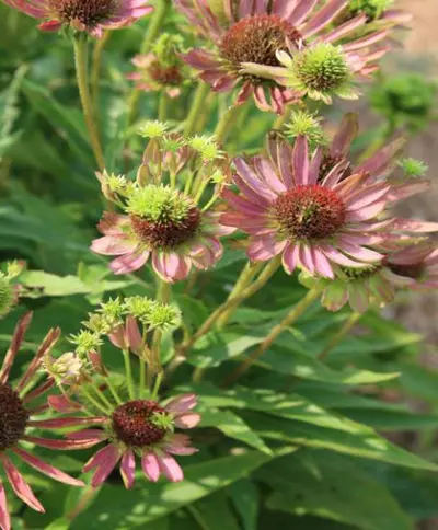 Phytoplasma Disease – Aster Yellows disease in Middle Tennessee