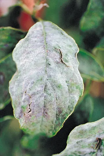 Powdery Mildew disease in Middle Tennessee
