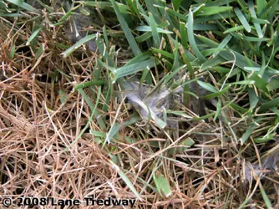 Pythium Blight Of Turf disease in Middle Tennessee