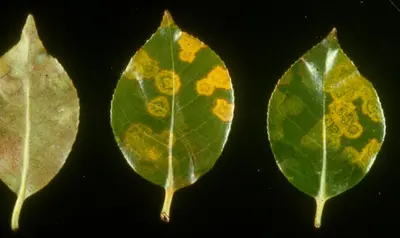 Ring disease in Middle Tennessee