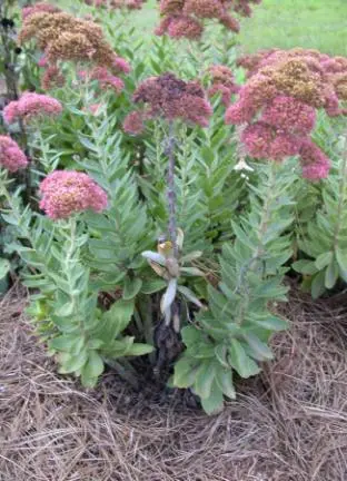 Root Disease Symptoms disease in Middle Tennessee