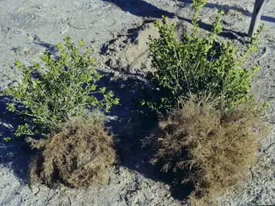 Root-knot disease in Middle Tennessee