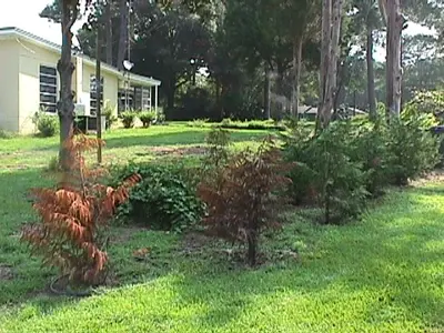 Root disease in Middle Tennessee