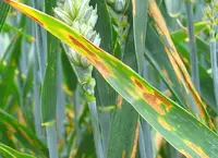 Septoria in Middle Tennessee