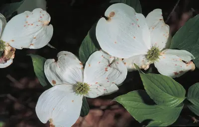 Spot Anthracnose disease in Middle Tennessee