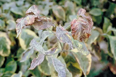 Too disease in Middle Tennessee