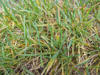 Turf Rust disease in Middle Tennessee