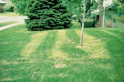 Uniform Stripes disease in Middle Tennessee