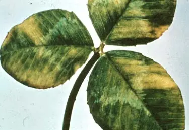 Viruses – no cure, inspect planting material disease in Middle Tennessee