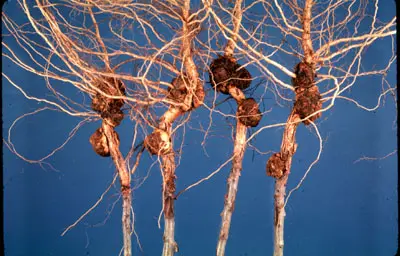 Viruses disease in Middle Tennessee