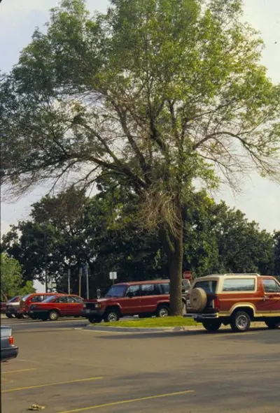 What’s disease in Middle Tennessee