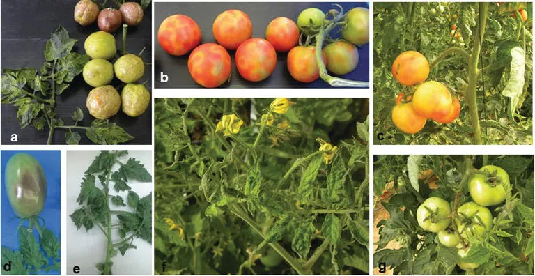 Tomato Brown Rugose Fruit Virus (N/A) β lawn disease in Middle Tennessee