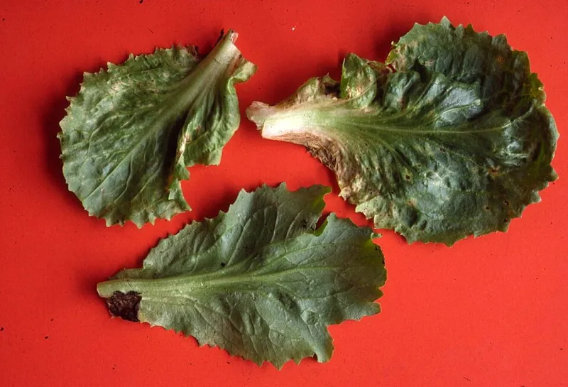 Tomato Spotted Wilt Virus (N/A) β lawn disease in Middle Tennessee