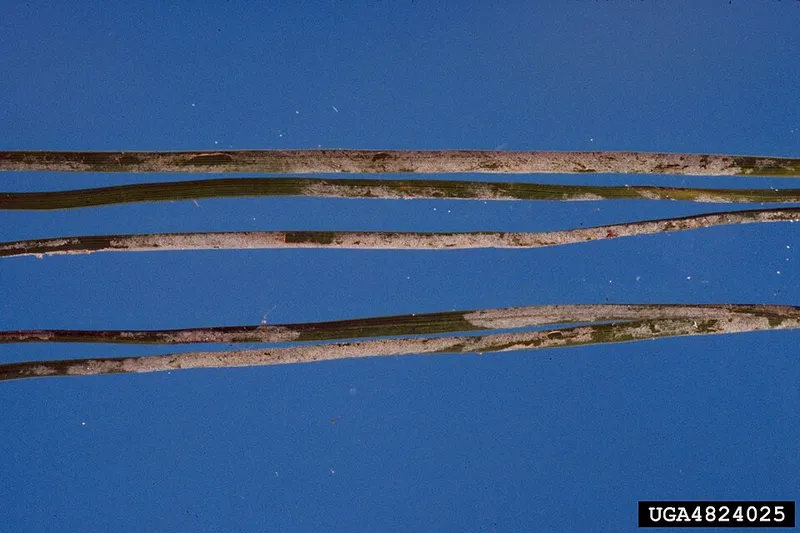 Vascular Streak Dieback (Ceratobasidium sp.) β lawn disease in Middle Tennessee