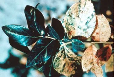 Viruses – no cure, inspect planting material — photo 2