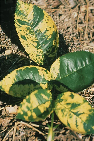 Viruses – no cure, inspect planting material — photo 3