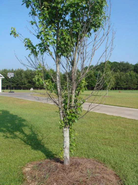 What’s — photo 2