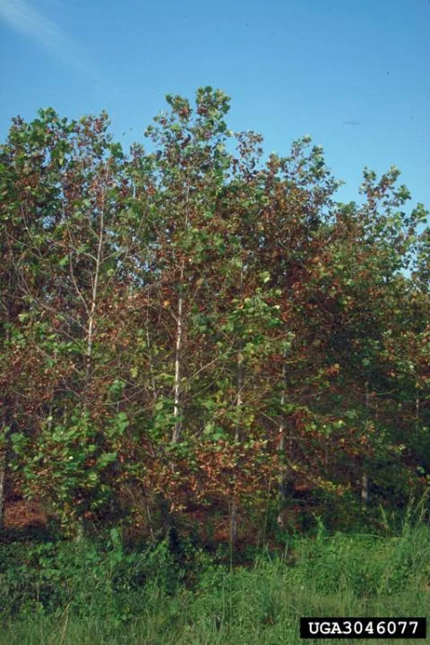 What’s — photo 3