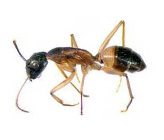 Ant — photo 2