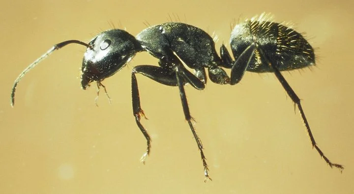 Ant Biology — photo 2