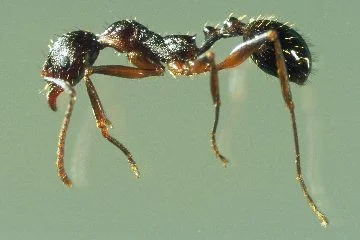 Ant Biology — photo 3