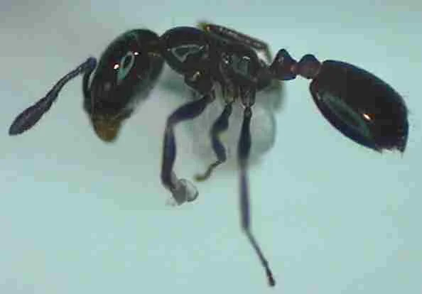 Ant Biology — photo 4