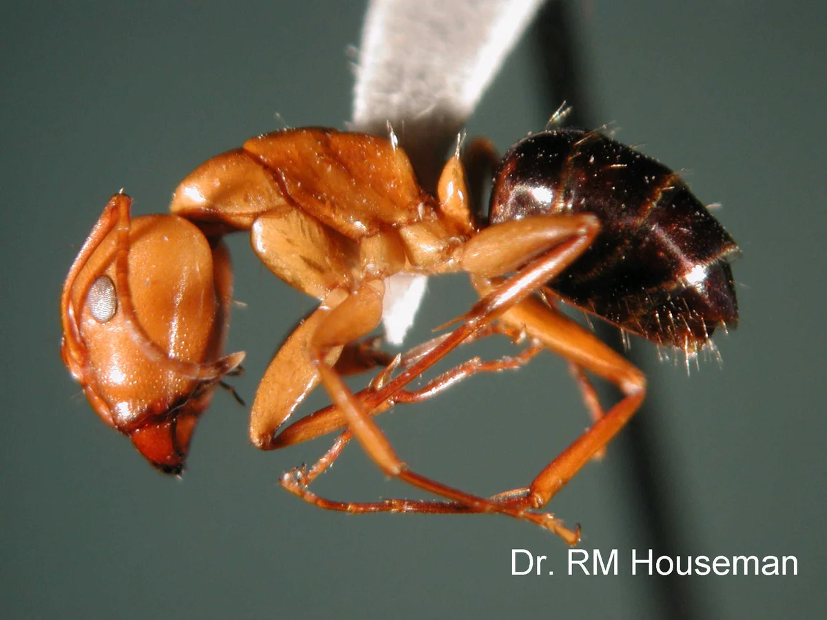 Ant Biology — photo 5