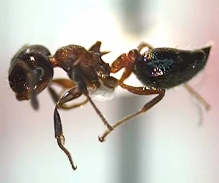 Ant Biology — photo 6