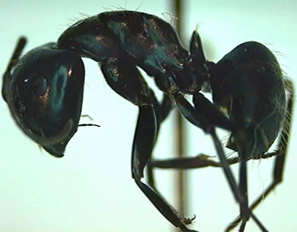 Ant Management — photo 2