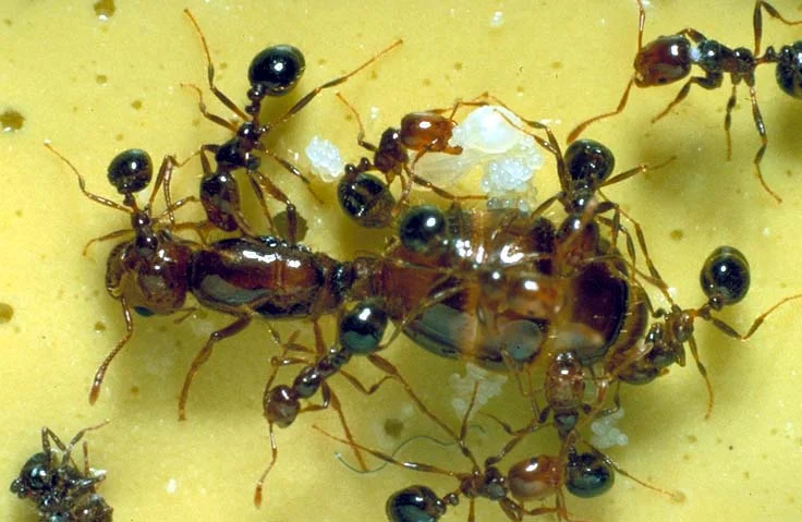 Colony Formation — photo 2