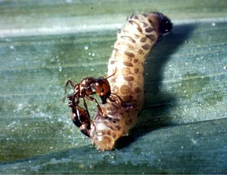 Food Sources — photo 2