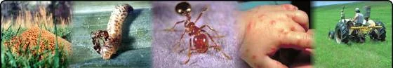 I. b. Imported Fire Ant Identification and Biology — photo 2