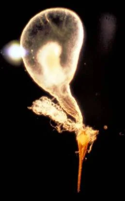 Medical Importance — photo 2